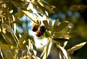 IGP - First Cold Pressed Extra Virgin Olive Oil -  "Olio di Roma"