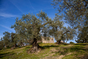 Organic - First Cold Pressed Extra Virgin Olive Oil - Marchesi