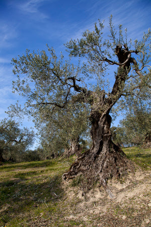 IGP - First Cold Pressed Extra Virgin Olive Oil -  "Olio di Roma"