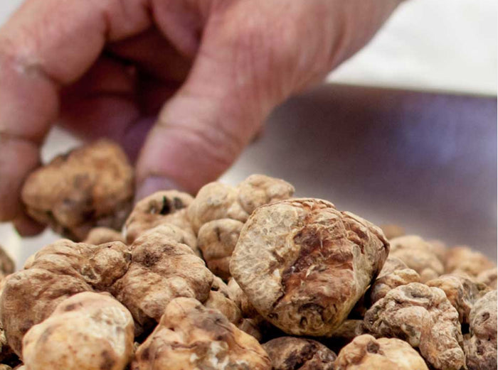 Fresh White Truffles (Tuber Magnum Pico)